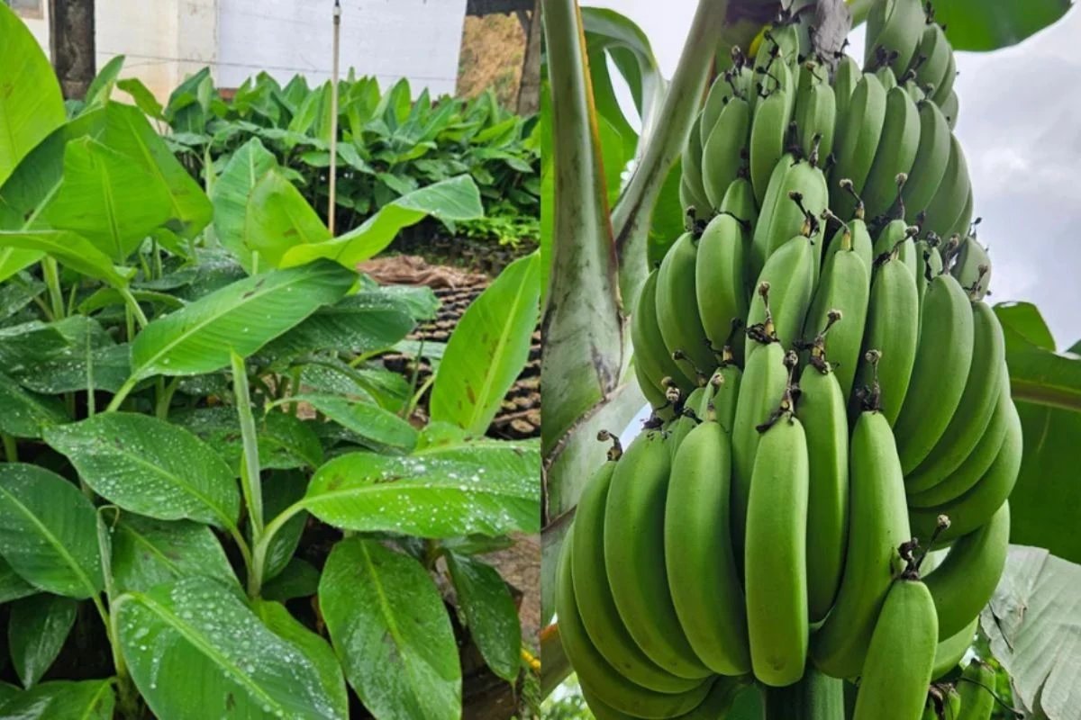 Ícone de sino para notificações