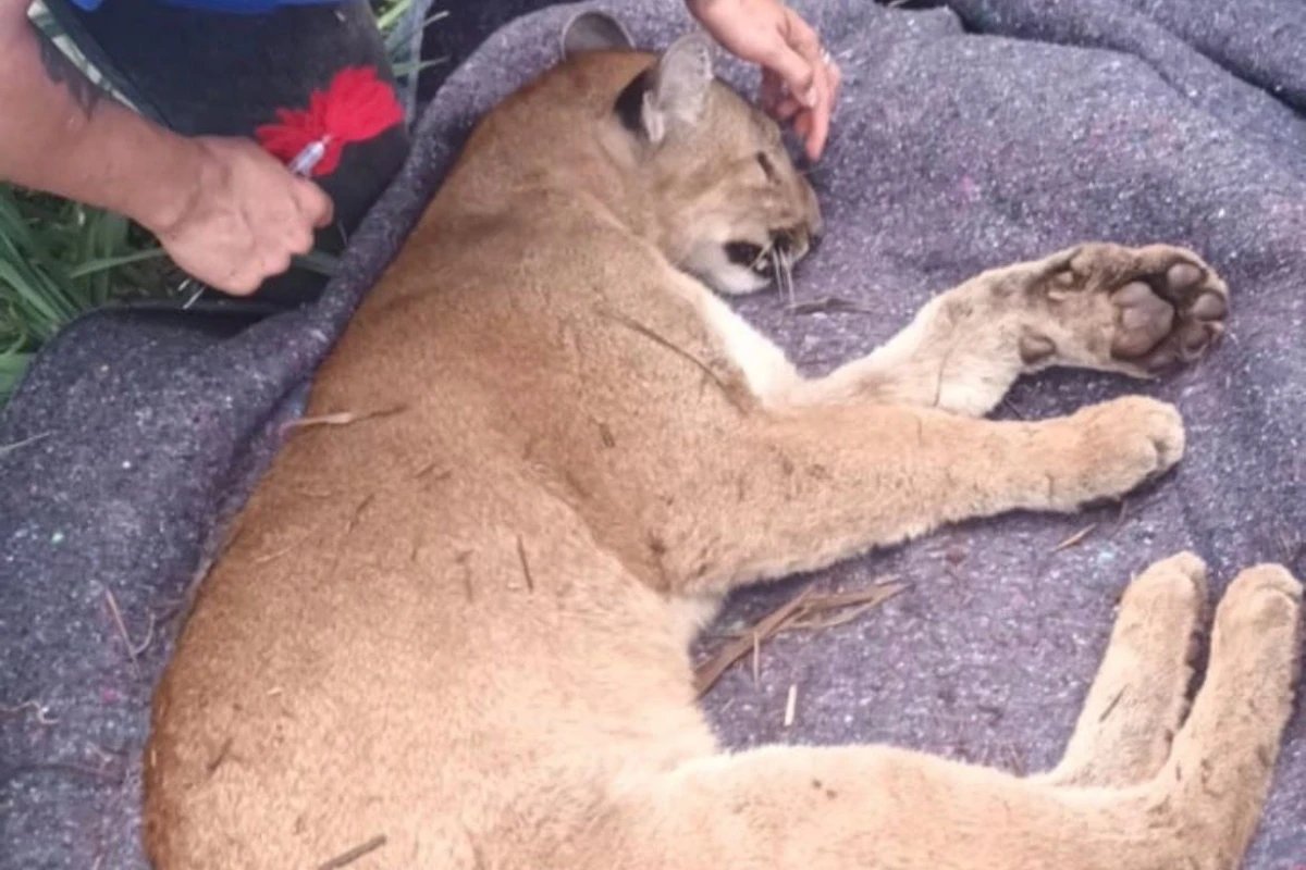 Ícone de sino para notificações