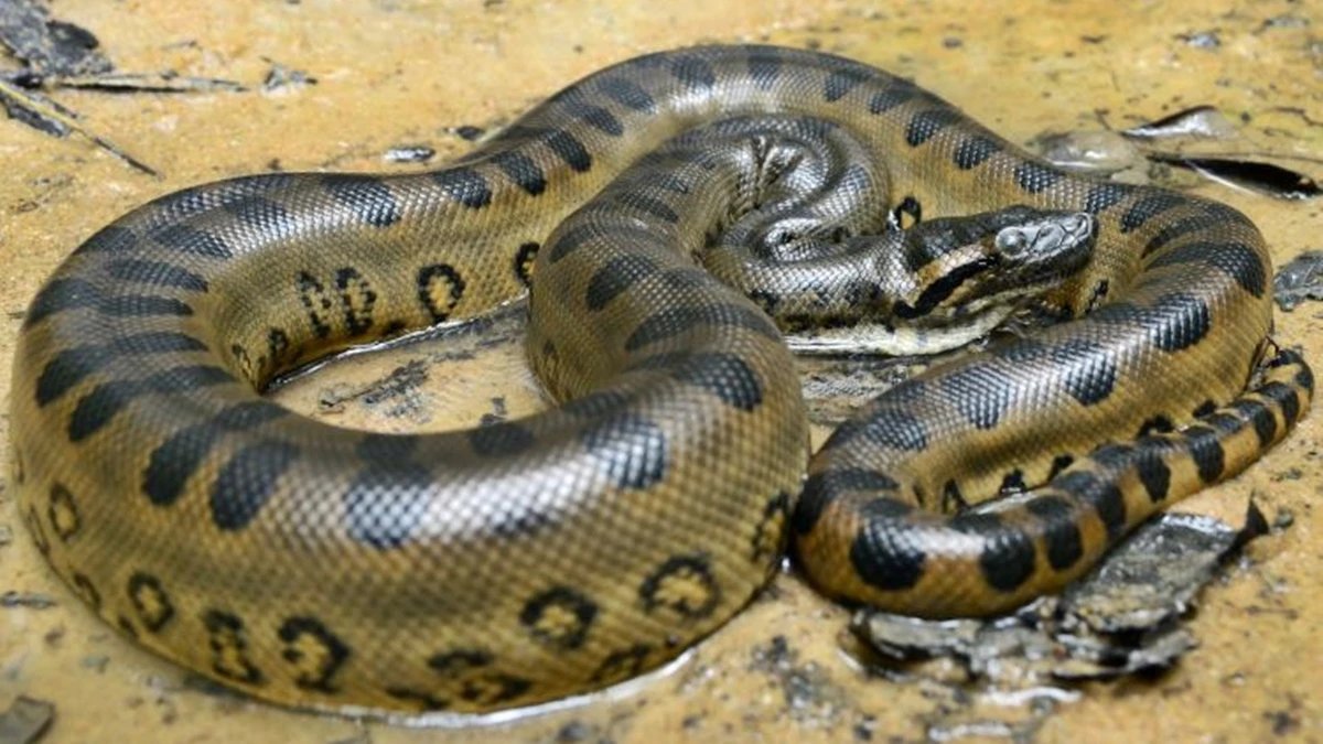 Ícone de sino para notificações