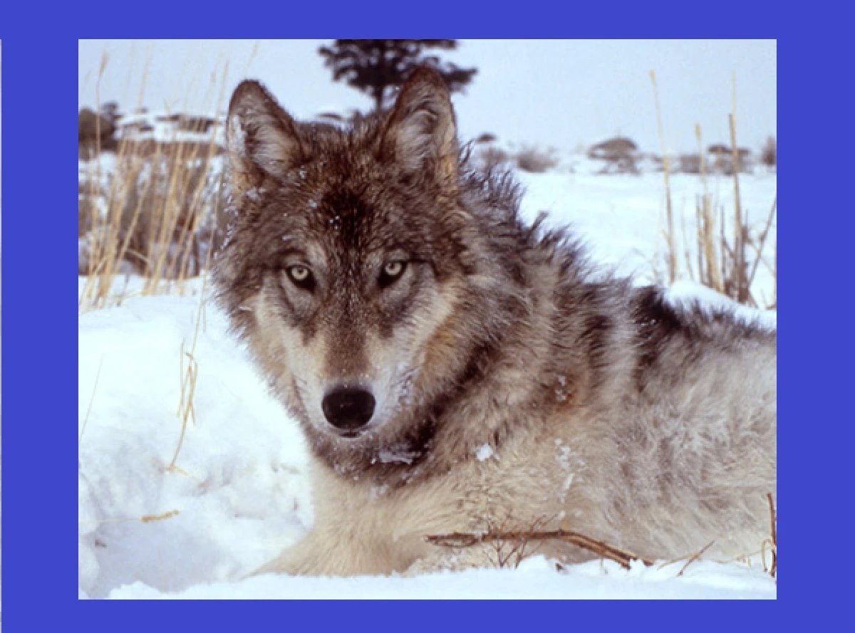 Ícone de sino para notificações