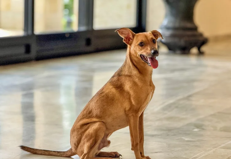 Conheça as leis do Governo de SP que reforçam o bem-estar animal e combatem os maus-tratos