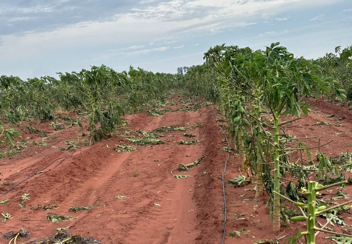 Crédito emergencial está disponível para produtores de Guaratinguetá e Osvaldo Cruz; veja como funciona