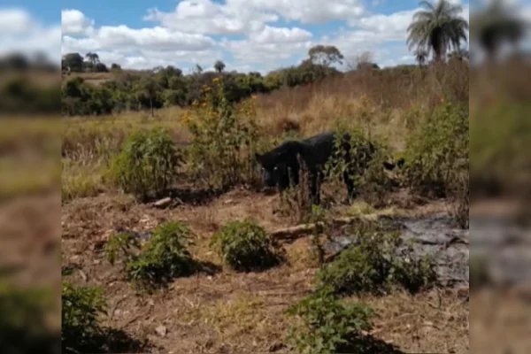 Pegadas e ossos: vestígios de animal selvagem no DF intrigam moradores - destaque galeria