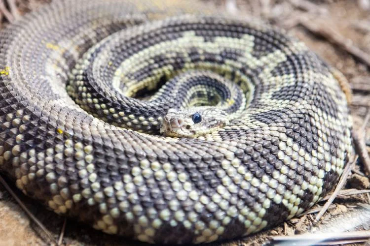 Saiba o que fazer em caso de picada por serpente